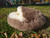 Cat Bed Round Soft Plush Burrowing Cave Hooded Cat Bed Donut for Dogs & Cats, Faux Fur Cuddler Round Comfortable Self Warming pet Bed, Machine Washable Cat Bed Round Soft Plush Burrowing Cave Hooded Cat Bed Donut for Dogs & Cats, Faux Fur Cuddler Round Comfortable Self Warming pet Bed, Machine Washable