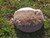 Cat Bed Round Soft Plush Burrowing Cave Hooded Cat Bed Donut for Dogs & Cats, Faux Fur Cuddler Round Comfortable Self Warming pet Bed, Machine Washable Cat Bed Round Soft Plush Burrowing Cave Hooded Cat Bed Donut for Dogs & Cats, Faux Fur Cuddler Round Comfortable Self Warming pet Bed, Machine Washable