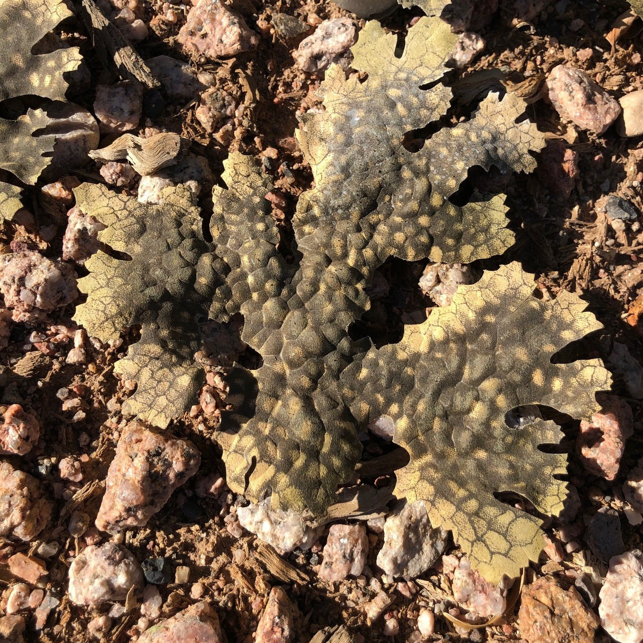 Textured Ghillie Leaf