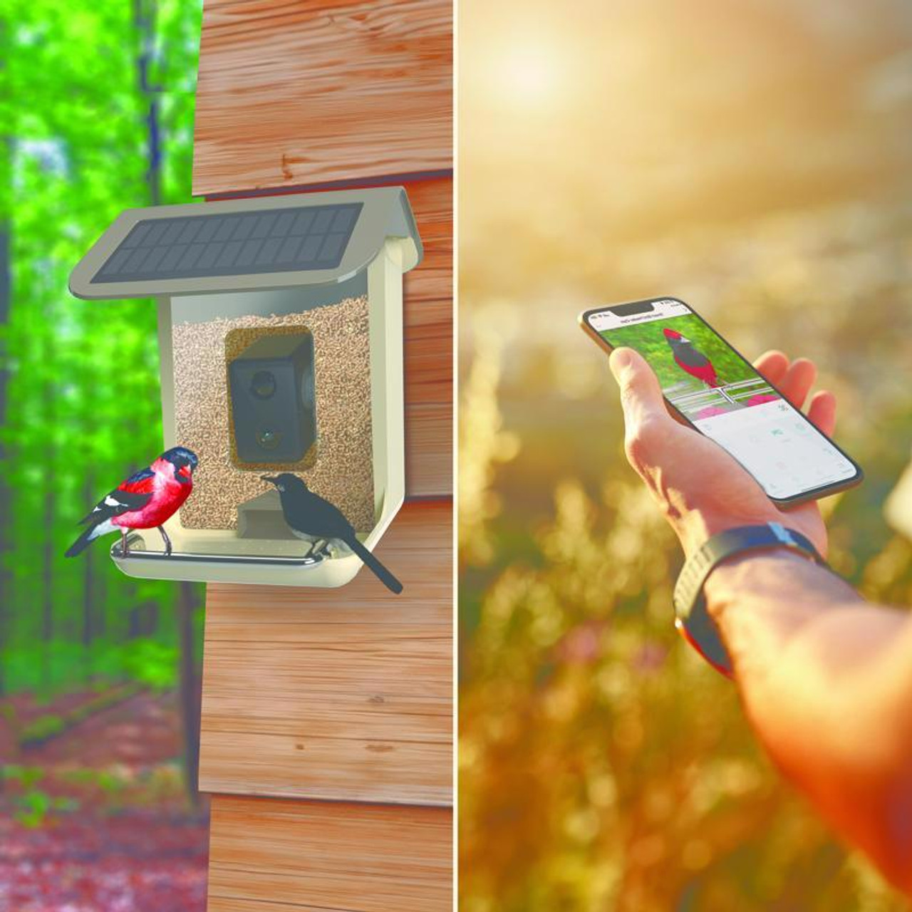The best bird feeder camera in 2024