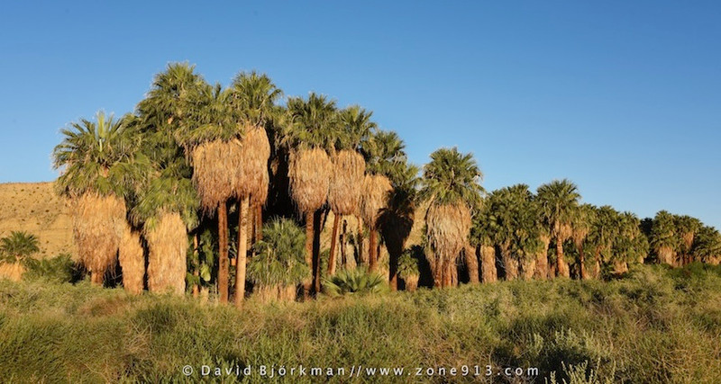 Thousand Palms Oasis