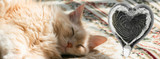 Cat Ash Memorial Ideas