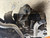 AUDI A3 8P  USED 1.8L 7 SPEED DSG TRANSMISSION NAT CODE TRAVELLED 70 000 KM
