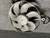 VW BEETLE USED ENGINE FAN 1CO 959 455