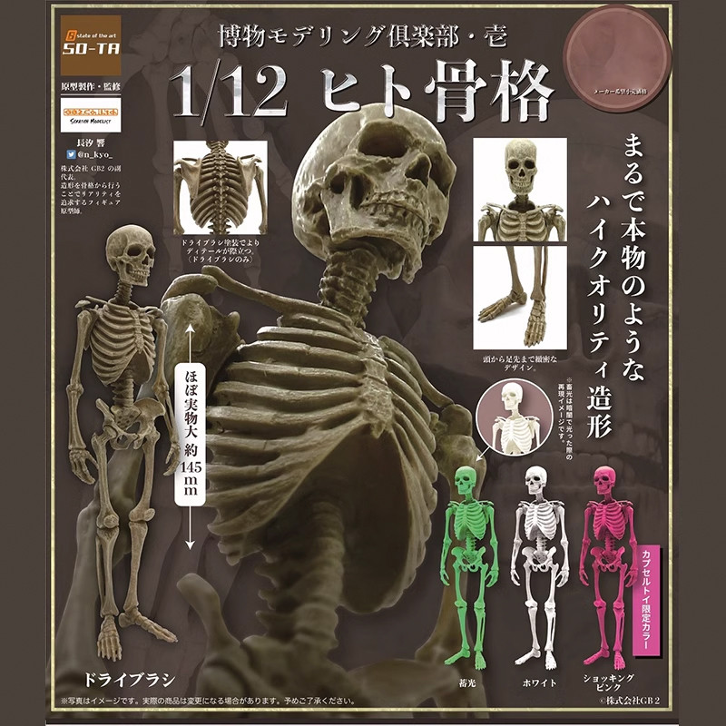 Museum Modeling Club 1/12 Human Skeleton Blind Capsule