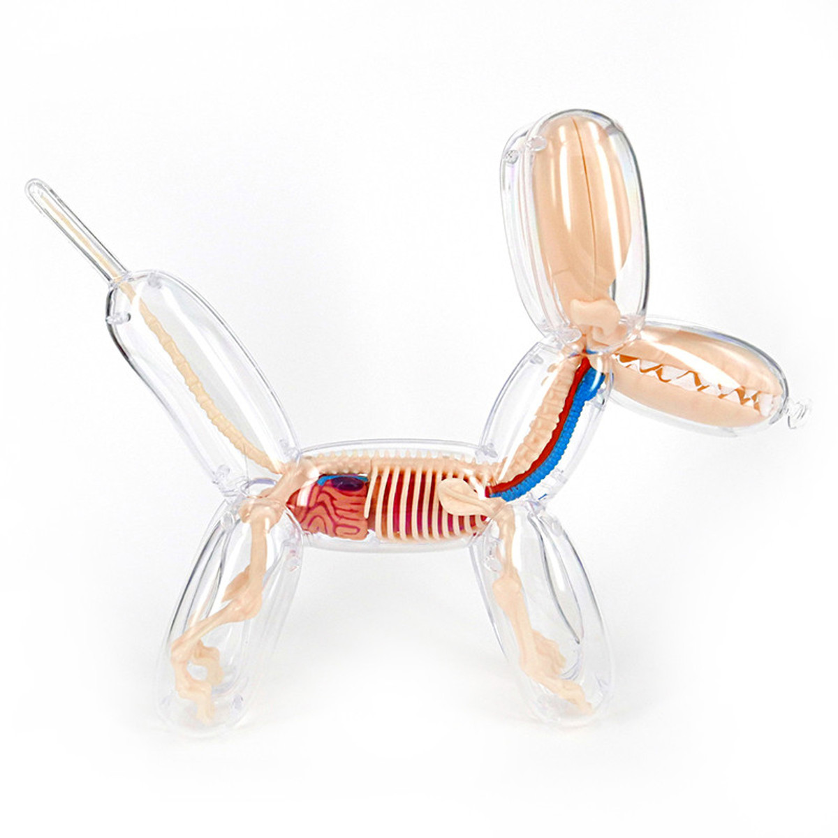Balloon Dog Anatomy : Clear