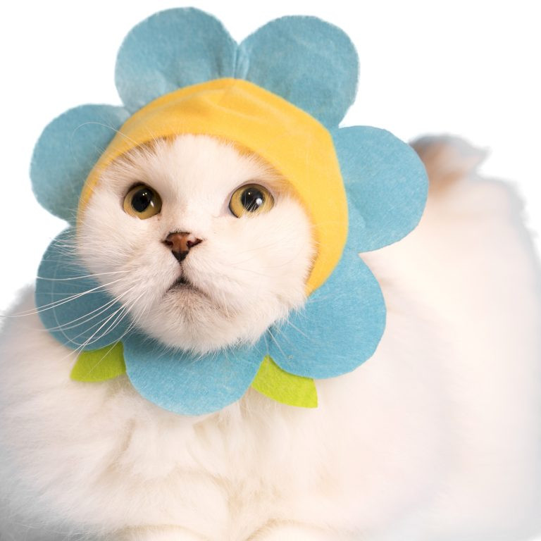 cat cap
