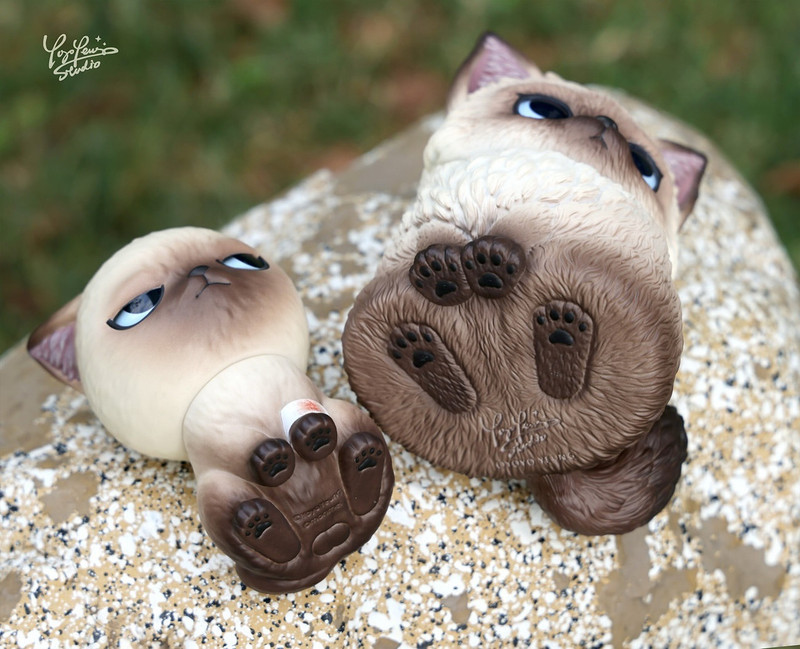 Taiga Sit Sit Siamese by Yoyo Yeung