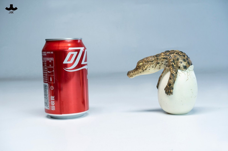 JXK Hatchling Crocodile PRE-ORDERS SHIPS Q3 2026