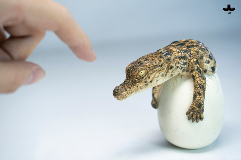 JXK Hatchling Crocodile PRE-ORDERS SHIPS Q3 2026