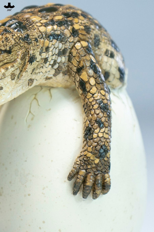 JXK Hatchling Crocodile PRE-ORDERS SHIPS Q3 2026