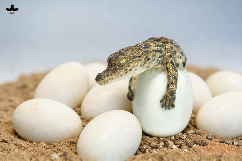 JXK Hatchling Crocodile PRE-ORDERS SHIPS Q3 2026