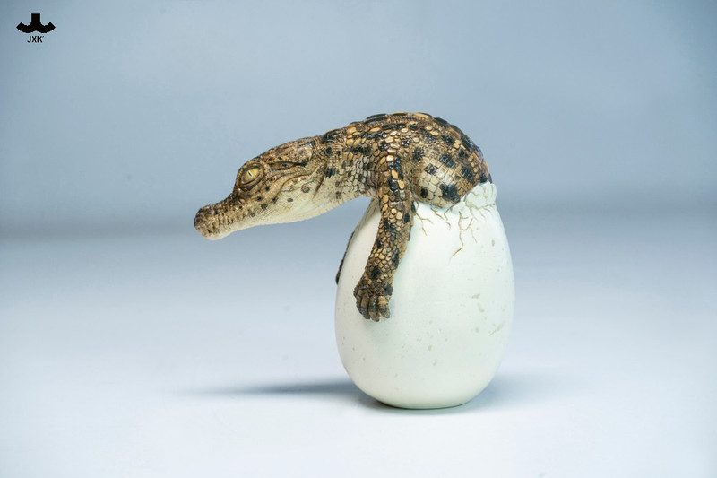 JXK Hatchling Crocodile PRE-ORDERS SHIPS Q3 2026