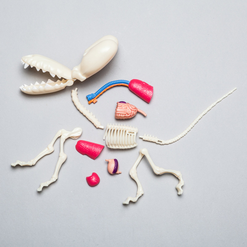 Balloon Dog Anatomy : Clear - myplasticheart
