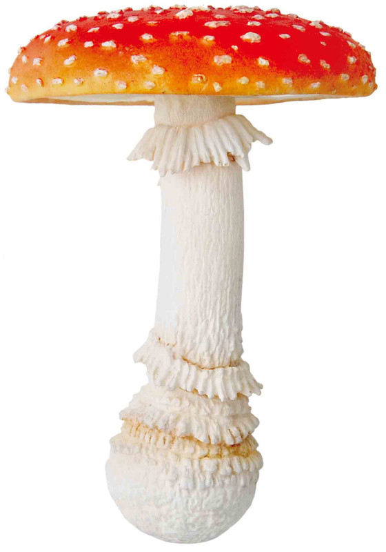 mushroom　0421 PXL_20220706_005623403_clipped