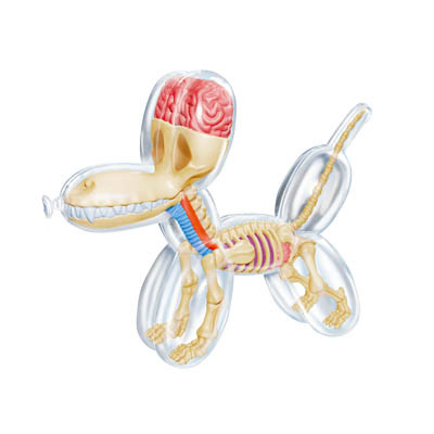 Mini Balloon Dog Anatomy : Clear - myplasticheart