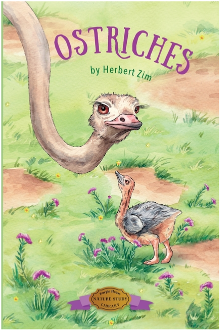 Ostriches by Herbert Zim