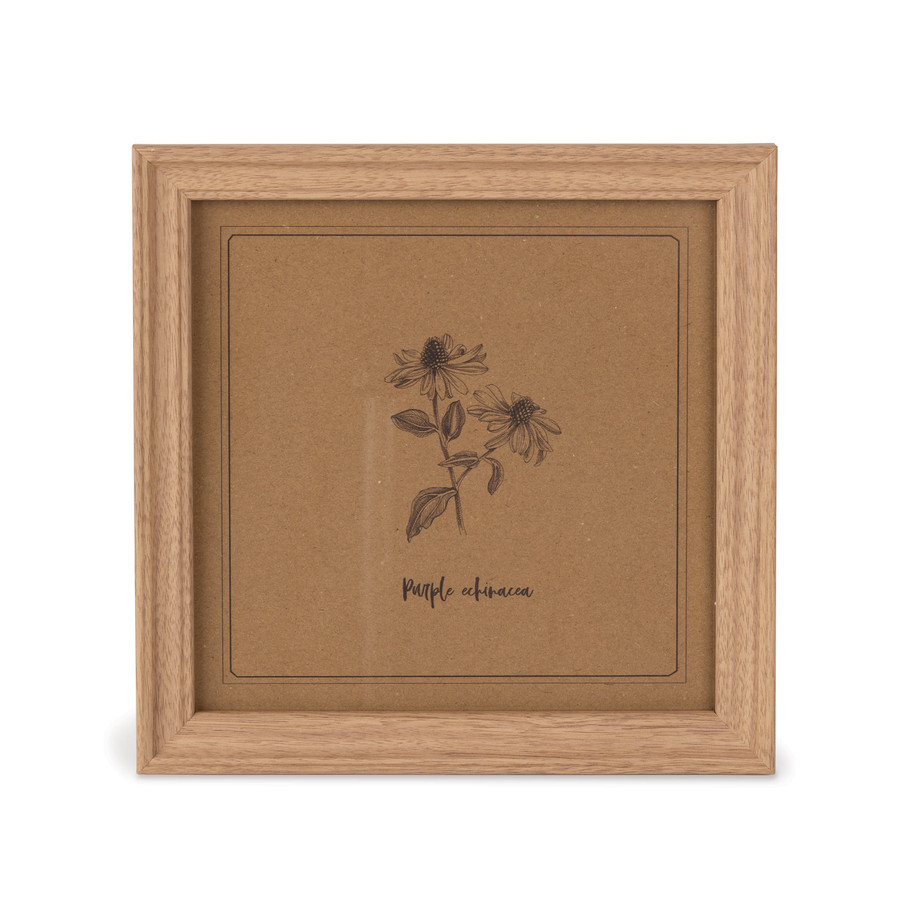Cottage Bloom Purple Echinacea (Coneflower) Botanical Framed Art