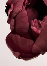 Peonia 02 Από Norm Architects (BB118009-el)