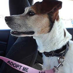 feature-307-lg-adopt-from-animal-shelter-jenna-in-car