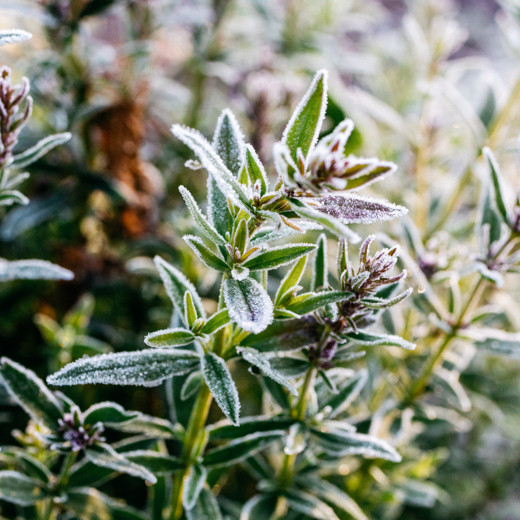 St Eval Winter Thyme Tea Christmas T Lights
