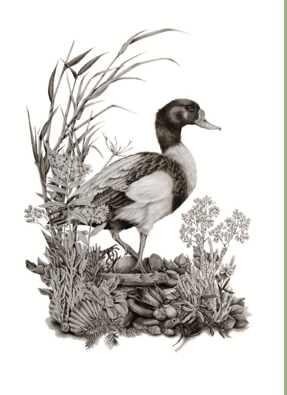 Katy Harrald  Shelduck Card