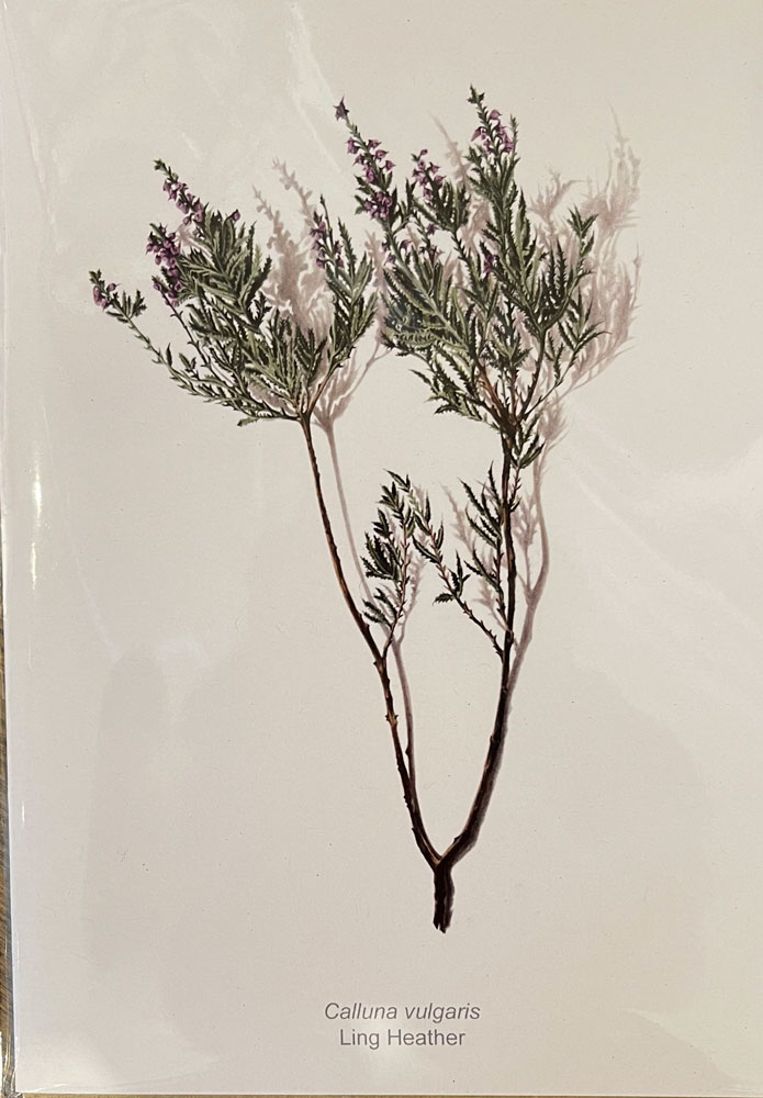 Katy Harrald Ling Heather Card