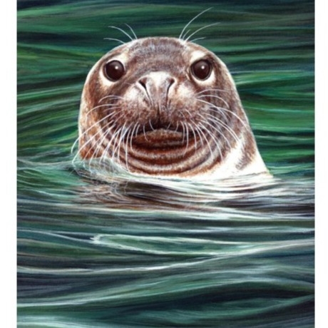 M&G Curious Seal Card