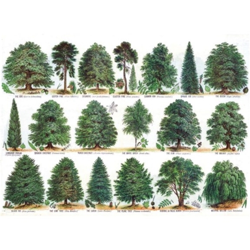 M&G Our British Forest Trees Card