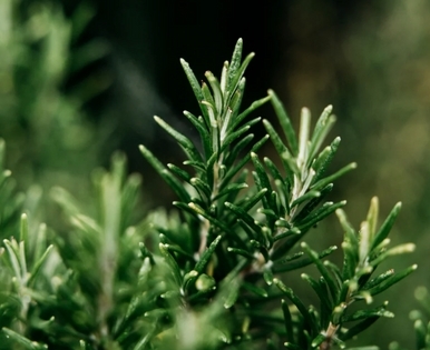 St Eval Christmas Cottage - Inspiritus