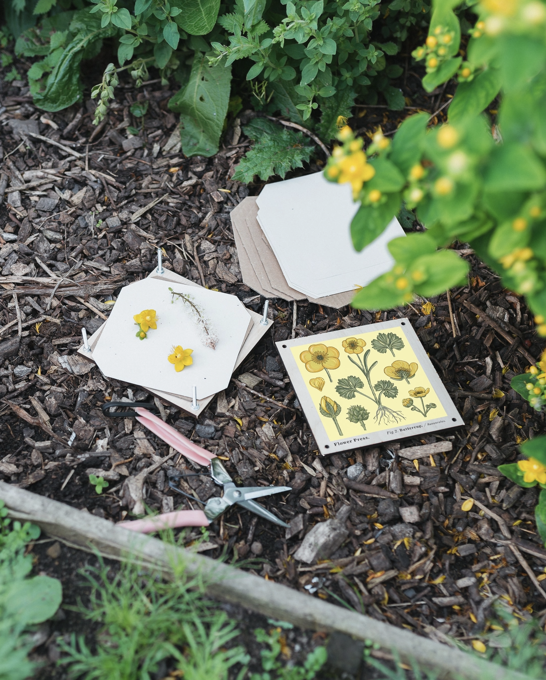 Studio Wald Flower Press - Buttercup