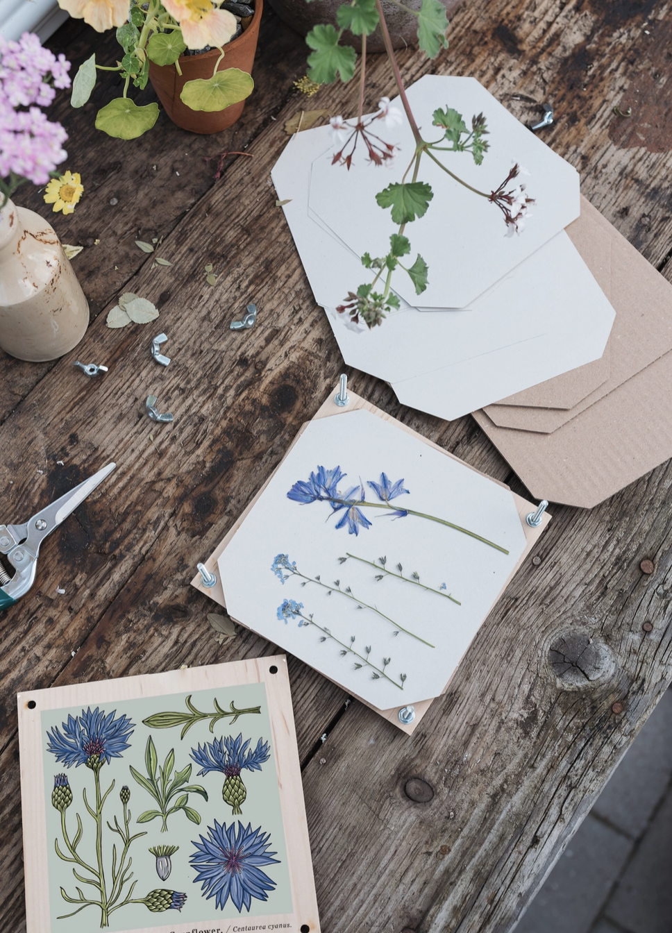 Studio Wald Flower Press - Cornflower
