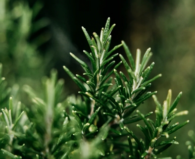 St Eval Orange Blossom Diffuser Oil