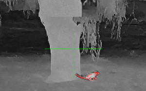 Punishing Pesky Pests With A Budget-Friendly Thermal Scope