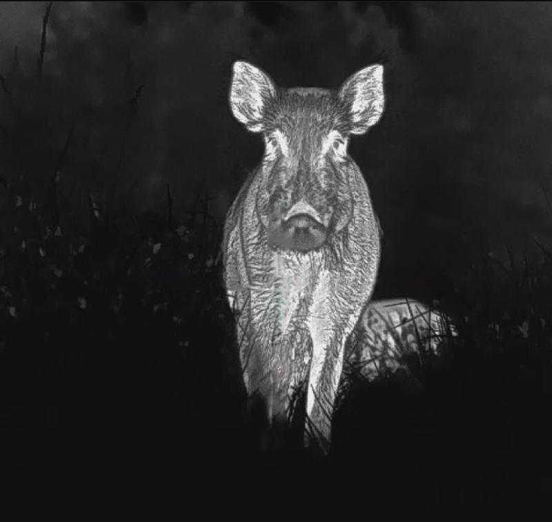 Image of a hog taken from a  Pard Pantera thermal scope with laser range finder and ballistic calculator. Pantera thermal rifle scope with circular IPS display and aircraft-grade aluminum body. Close-up of Pantera thermal imaging scope showing 800x800 circular IPS display. PARD Pantera thermal scope lineup with 25mm and 50mm lens options. Pantera thermal rifle scope with circular IPS display and aircraft-grade aluminum body. Pantera Series Thermal Imaging Scope.