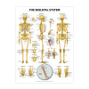 Skeletal System Poster, Laminated, 20" x 26"