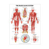 Muscular System Poster, Laminated, 20" x 26"