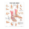 Foot & Ankle Poster, Laminated, 20" x 26"
