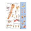 Shoulder & Elbow Poster, Laminated, 20" x 26"