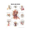 Head & Neck Poster, Laminated, 20" x 26"
