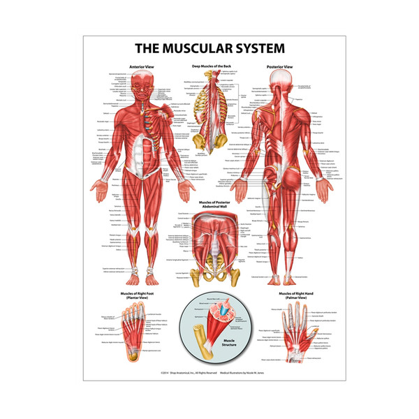 Muscular System Poster, Laminated, 20" x 26"