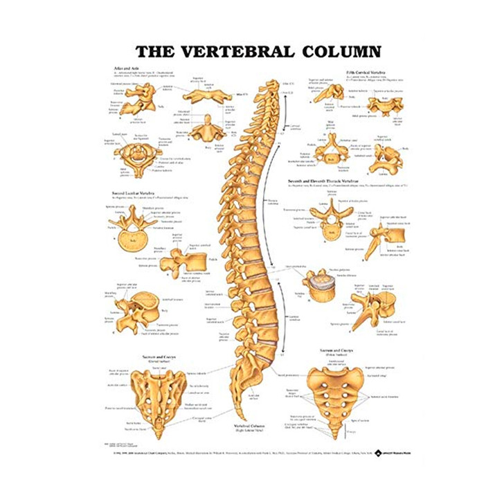Vertebral Column Poster, Laminated, 20" x 26"