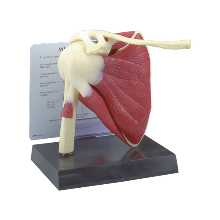 Muscled Shoulder Semi-Articulating Model