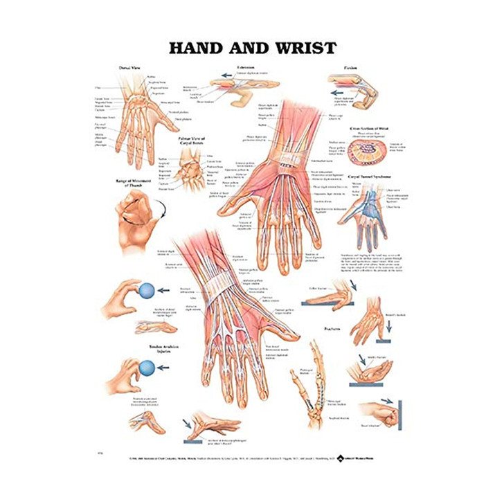 Hand & Wrist Poster, Laminated, 20" x 26"