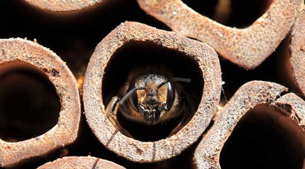 How You Can Help Count and Conserve Native Bees - The New York Times