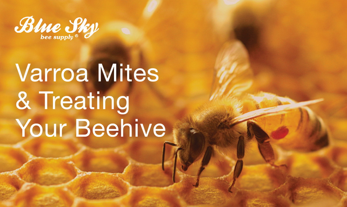 Varroa Mites and Treating Your Beehive