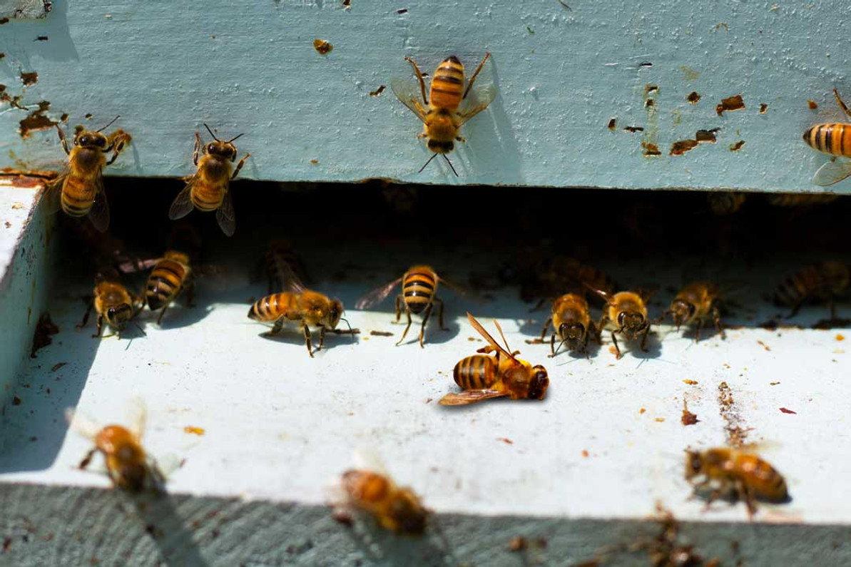 Robbing Honeybees: Detection and Prevention