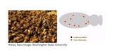 SCIENTISTS CREATE MICROPARTICLES THAT COULD HELP SAVE HONEY BEES.