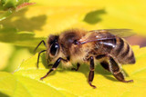 Parasitic Mites That Transmit A Honey Bee-Infecting Virus May Benefit From Spreading The Pathogen, A Study Shows. A Definite Parasite-Pathogen Partnership. Destroy Honey Bee Immunity, Increase Varroa Reproduction.