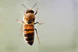 Rising CO2 Levels Reduce Protein in Crucial Pollen Source for Bees